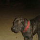 Era de Noche, por eso sale muy Oscuro, es una mezcla Weimaraner con sharpei.